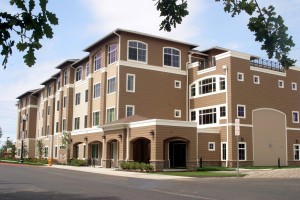 Image 1 Chestnut DSH